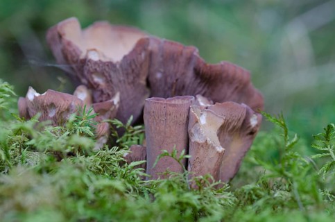 Purple Pig's Ear