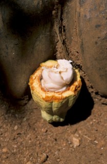 Real cocoa tree