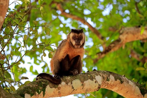 Brown Capuchin