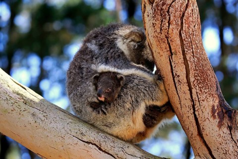 Koala