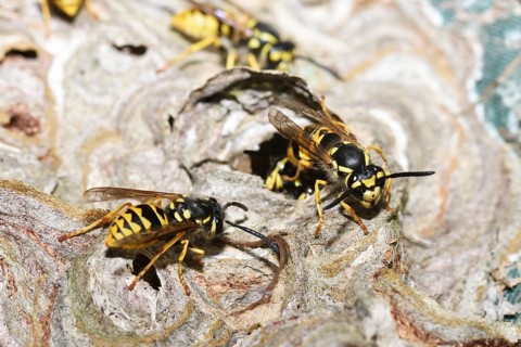German wasp