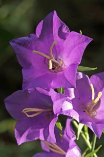 Peach-leaved bellflower