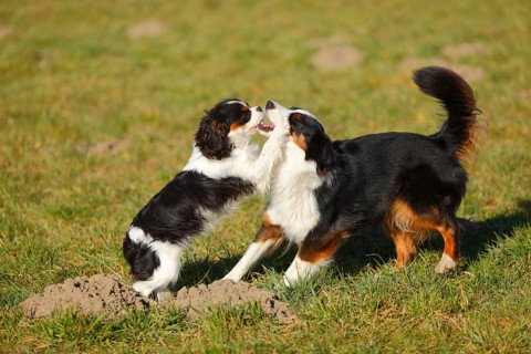 Australian Shepherd