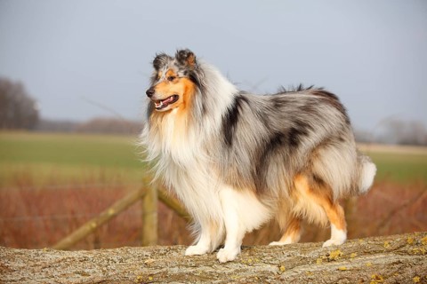 Scottish shepherd dog