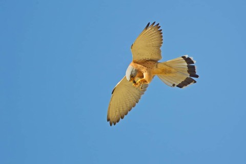 Lesser lesser Common Kestrel