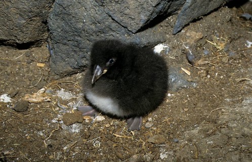 Puffin
