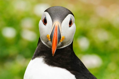 Puffin