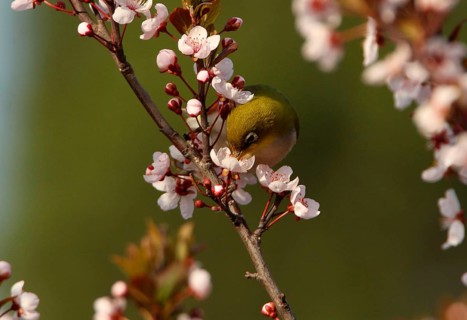 Chestnut-flanked White-eye