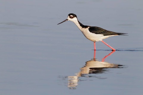Black-necked Black-winged Stilt