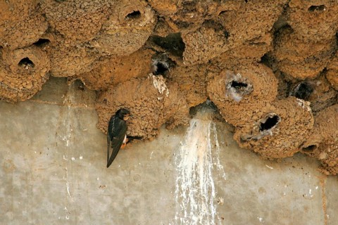 South African Cliff Swallow