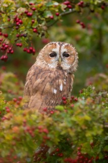 Tawny owl