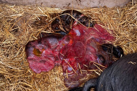 Domestic pig