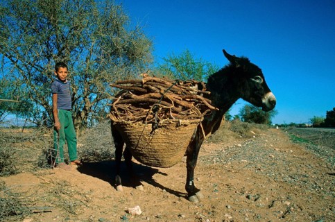 Donkey working animal