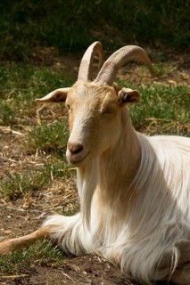 Golden Guernsey Goats