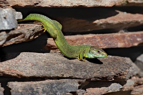 European green lizards