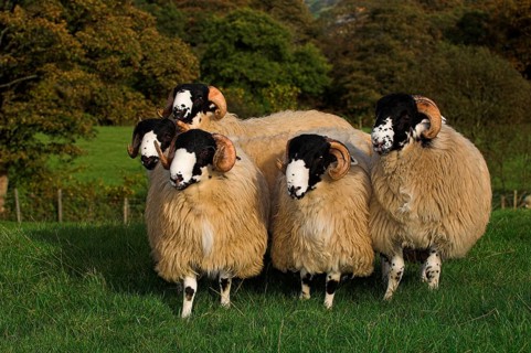 Domestic Sheep