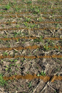 Spreading slurry on stubble field