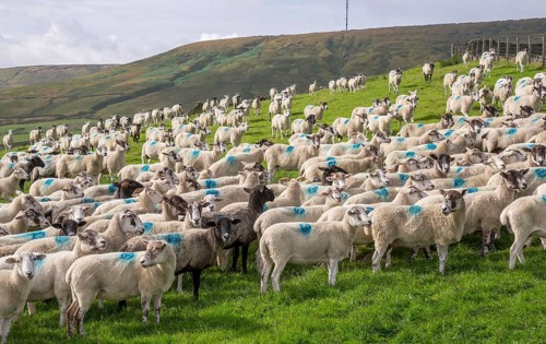 Domestic Sheep