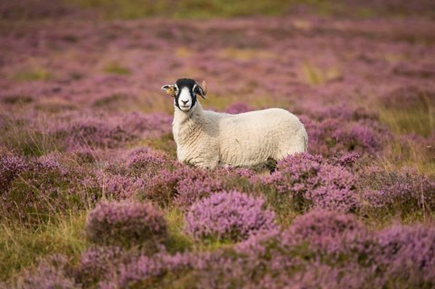 Domestic Sheep