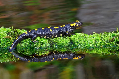 Fire salamander