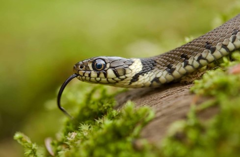 Grass snake