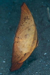 Golden spadefish