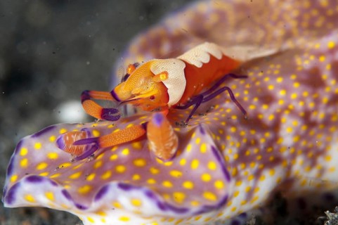 Imperial Shrimp