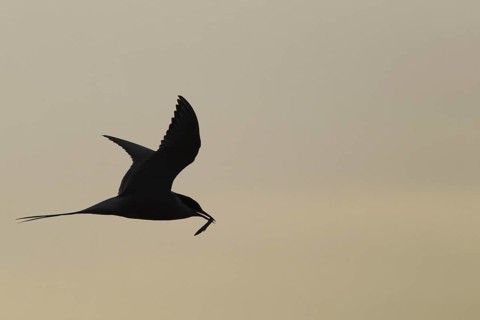 Arctic terns