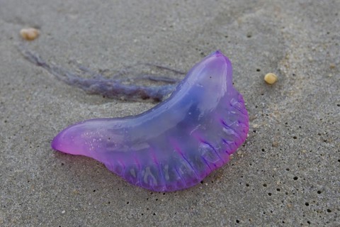 Portuguese Man of War