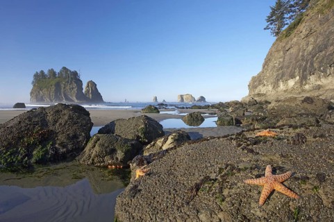 Ochre Seastar