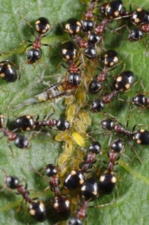 Tree-living Ant
