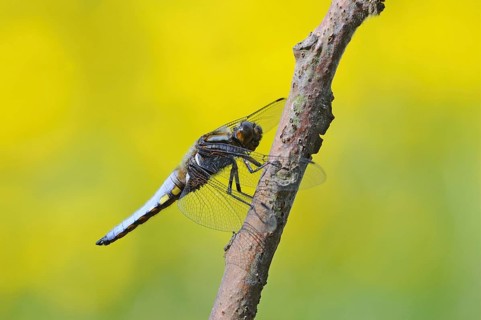 Broad-bodied Chaser adult male