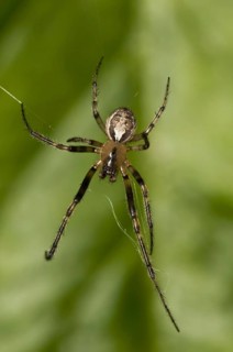 Silver-sided Sector Spider