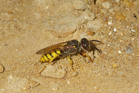 European Beewolf