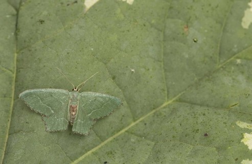 Common emerald