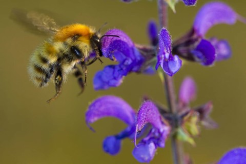 Brown-banded Carder Bee