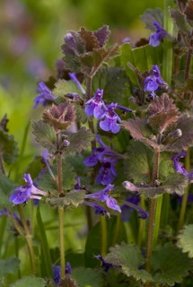 Ground ivy