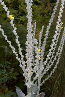 Greek Mullein