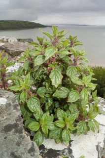 Spreading pellitory