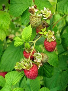 Raspberry fruit ripe and ripening on the bush