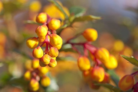 Darwin's darwin's barberry