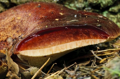 Fruiting body of Beefsteak beefsteak fungus