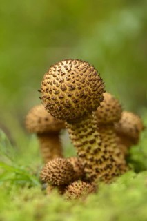 Shaggy Scalycap