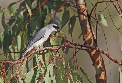 Cuckoo Shrike
