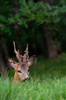 European roe deer