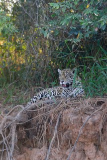 Female jaguar