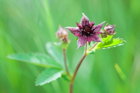(Potentilla palustris)