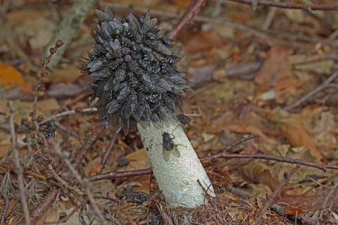 Common Stinkhorn