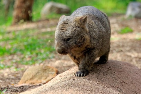 Common common wombat