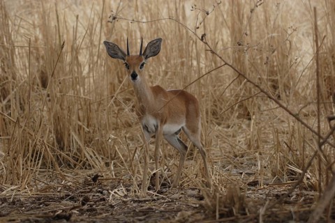 Ibex
